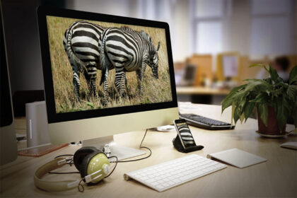 my-zebra